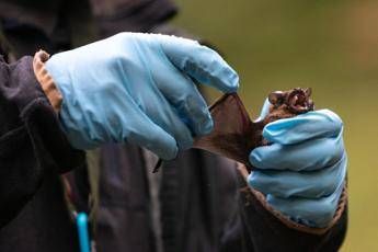 coronavirus pipistrelli e suini lo studio sui rischi negli allevamenti del nord italia 2