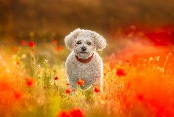 giornata mondiale degli animali il veterinario in italia piu pet che abitanti 2