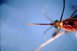 infettivologi con cambio clima virus tropicali endemici 2