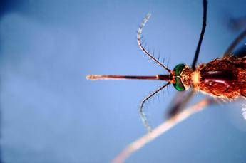 infettivologi con cambio clima virus tropicali endemici 2