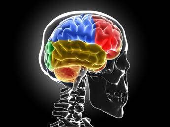 sistema di lavaggio in tilt ecco cosa succede al cervello senza sonno 2