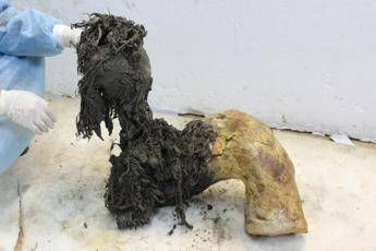 gli ultimi momenti di vita del mammut lanoso yuka svelati dallrna piu antico del mondo 2