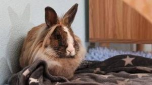 allarme leishmaniosi in europa cose la malattia e quali animali la trasmettono 2