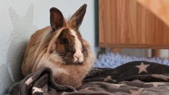 allarme leishmaniosi in europa cose la malattia e quali animali la trasmettono 2