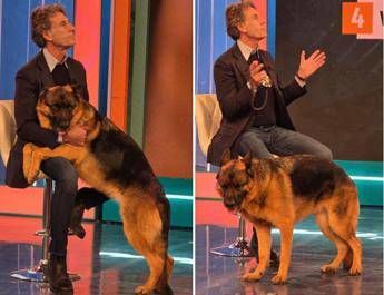 pitbull attacca padrone e viene ucciso il veterinario cane non educato diventa problema 2