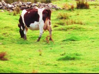 aviaria trovati anticorpi in una mucca nei paesi bassi prima volta fuori dagli usa 2