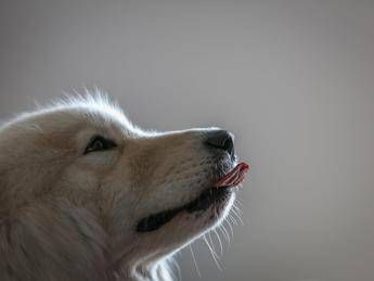 imparare nuove parole origliando i padroni ecco i cani con il dono lo studio 2