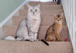 cancro la scoperta sui tumori dei gatti lo studio e le nuove speranze 2