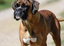 cani e problemi respiratori le 12 razze a rischio dal pechinese al boxer 3