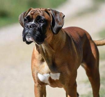 cani e problemi respiratori le 12 razze a rischio dal pechinese al boxer 3