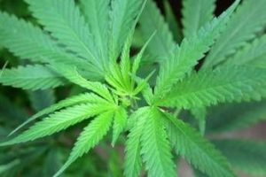 cannabis cannabidiolo nuovo alimento ecco limite provvisorio per assunzione sicura 2