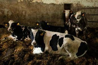 ecdc efsa superbatteri di origine alimentare problema di salute pubblica 3