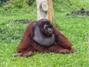 scimpanze e alcol confermata lipotesi della scimmia ubriaca tracce di etanolo nelle urine 3