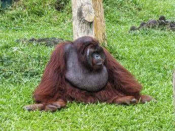 scimpanze e alcol confermata lipotesi della scimmia ubriaca tracce di etanolo nelle urine 3