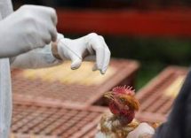 aviaria in lombardia primo caso umano di a h9n2 rilevato in europa 2