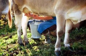 formaggi a latte crudo i benefici in un documento troppo allarmismo 2