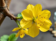 citisina rimborsata una nuova opzione terapeutica per la cessazione del tabacco 1774693501