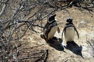 pinguini sentinelle dellambiente in patagonia dotati di sensori rilevano inquinanti pfas 2
