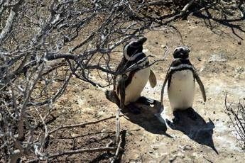 pinguini sentinelle dellambiente in patagonia dotati di sensori rilevano inquinanti pfas 2