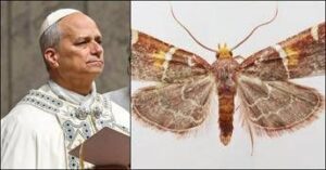 scoperta una nuova falena il suo nome e una dedica a papa leone 2