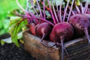 sforzo fisico ricerca italiana spiega ruolo dei nitrati della barbabietola 2