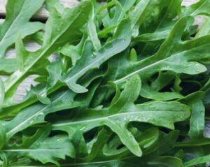 dalla rucola un aiuto contro obesita e glicemia alta lo studio 2