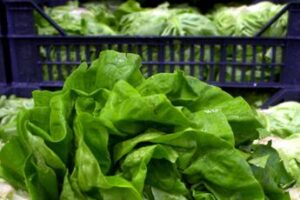 giallo sullepidemia di ciclosporiasi negli usa fda test su lattuga falso positivo 2